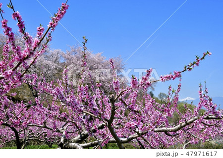 桃畑と山桜咲く里山に南アルプス 47971617