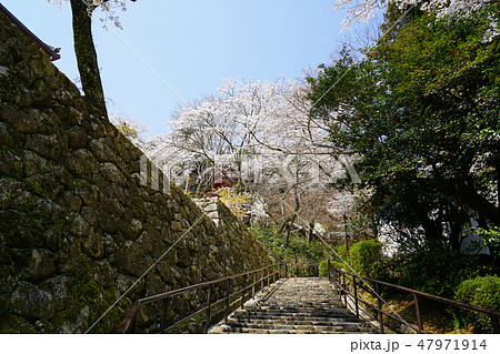 長谷寺　桜 47971914