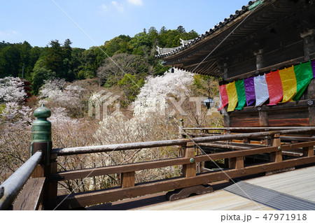 長谷寺　桜 47971918