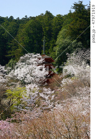 長谷寺　桜 47971919