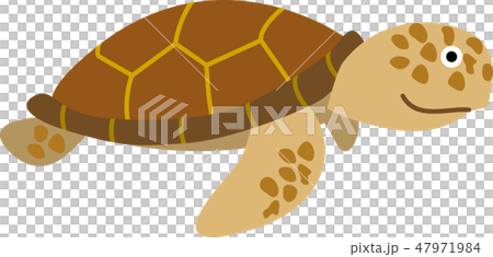 海龜 47971984