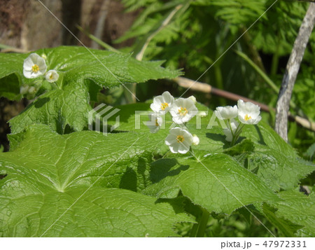 サンカヨウの花 ( 2018年5月春 福井県大野市 ) 47972331