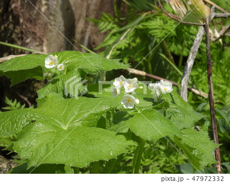 サンカヨウの花 ( 2018年5月春 福井県大野市 ) 47972332