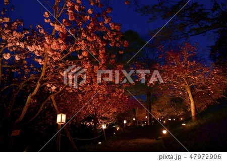 長瀞宝登山麓不動寺境内周辺の通り抜けの桜ライトアップ 47972906