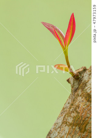 Red branch on the log. 47973159