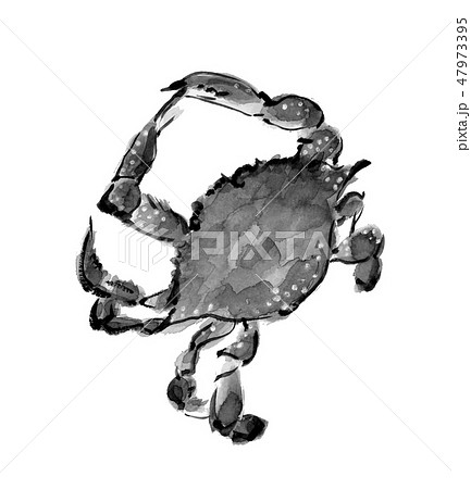 ワタリガニ 渡り蟹 水墨画 モノトーン ワタリガニ 渡り蟹 水墨画 モノトーン 47973395