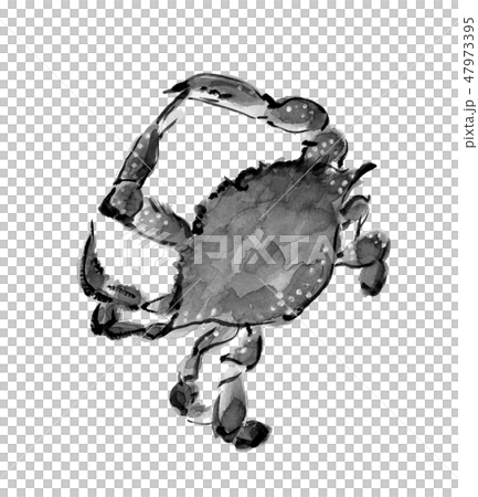 ワタリガニ 渡り蟹 水墨画 モノトーン ワタリガニ 渡り蟹 水墨画 モノトーン 47973395
