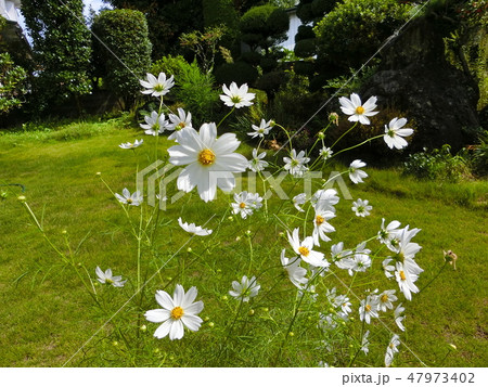 元気をくれるコスモス 47973402