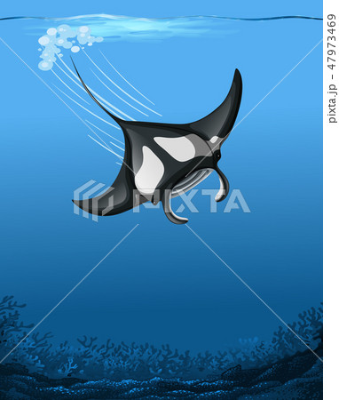 A Manta Ray Underwater Scene - 스톡일러스트 [47973469] - Pixta