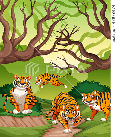 Tigers in jungle scene 47973474