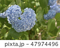 紫陽花 47974496