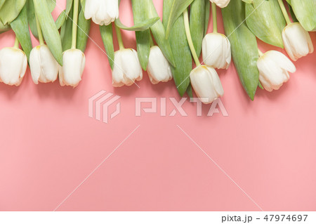 Border of white tulip on millennial pink. Top view with copy space. 47974697