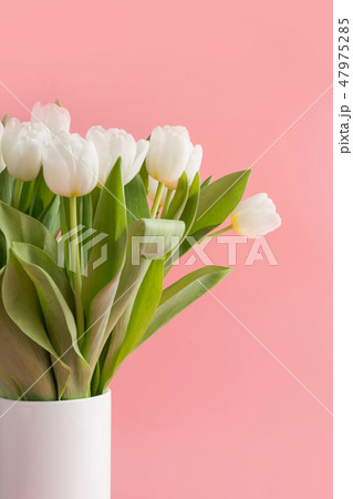 Bouquet of white tulip in vase on millennial pink. 47975285