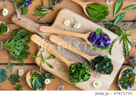 Wild edible spring herbs on wooden spoons Wild edible spring herbs on wooden spoons 47975735