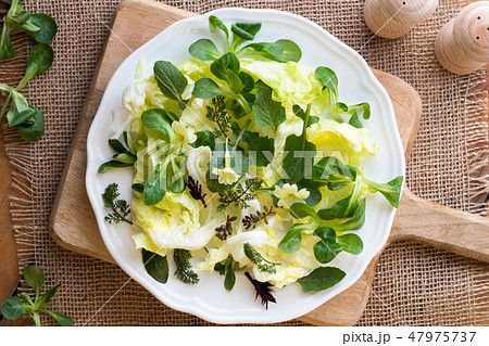 Spring salad with nipplewort and other wild plants Spring salad with nipplewort and other wild plants 47975737