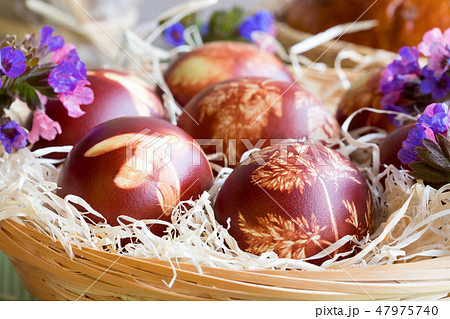 Easter eggs dyed with onion peels 47975740