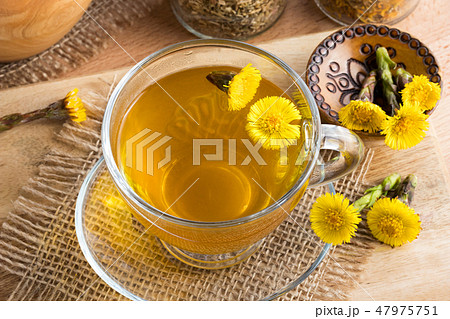Fresh coltsfoot (Tussilago farfara) tea 47975751