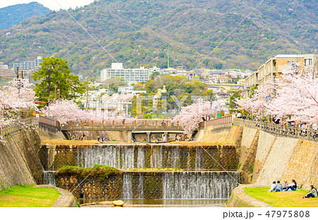 桜と芦屋市の街並みの写真素材
