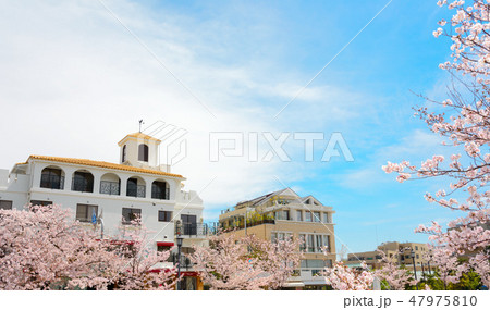 桜と芦屋市の街並み 桜と芦屋市の街並み 47975810