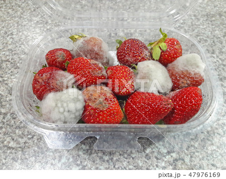 Strawberries with mold fungus in the packaging box Strawberries with mold fungus in the packaging box 47976169
