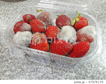 Strawberries with mold fungus in the packaging box Strawberries with mold fungus in the packaging box 47976170
