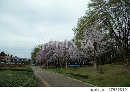 与野公園の桜 47976359