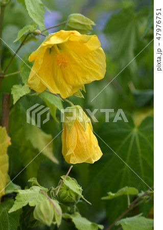 Chinese lantern 47976751