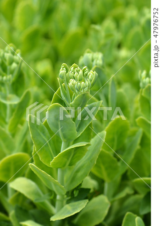 Butterfly stonecrop 47976752