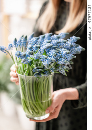 Bouquet of blue muscari flowers in glass vase in woman hands. Spring bulbous flowers. Flower shop 47977182