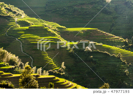 Longsheng rice terraces landscape in China Longsheng rice terraces landscape in China 47977193