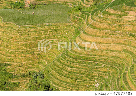 Longsheng rice terraces landscape in China Longsheng rice terraces landscape in China 47977408