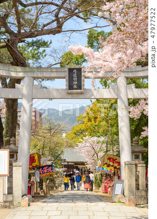 春の弓弦羽神社 47977522
