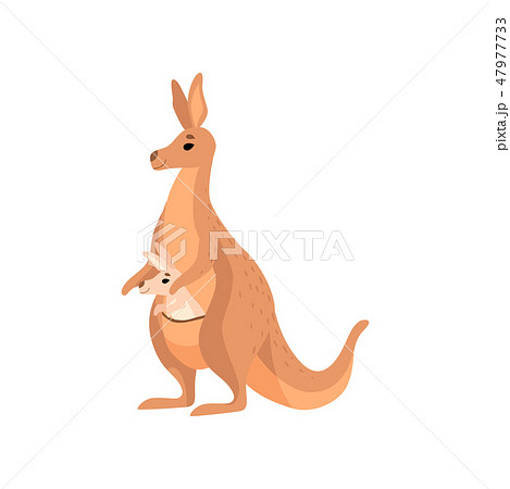 Brown Kangaroo Carrying Baby in Its Pouch, Cute Wallaby Australian Animal Mother Character Vector Brown Kangaroo Carrying Baby in Its Pouch, Cute Wallaby Australian Animal Mother Character Vector 47977733