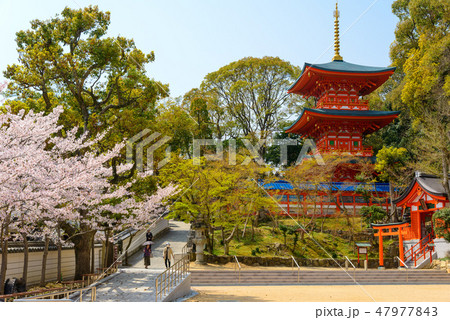 春の須磨寺 47977843