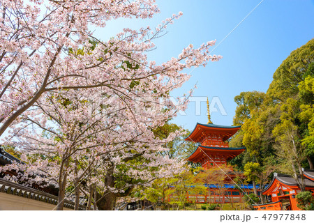 春の須磨寺 47977848