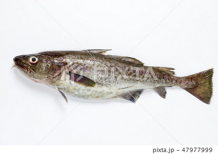 真鱈 47977999