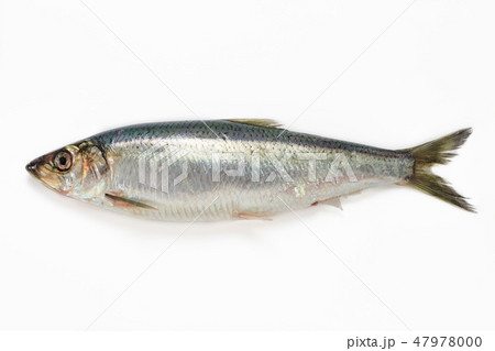 ニシン 47978000