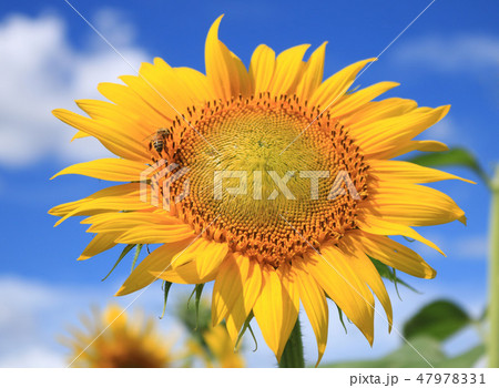 花とミツバチ 47978331