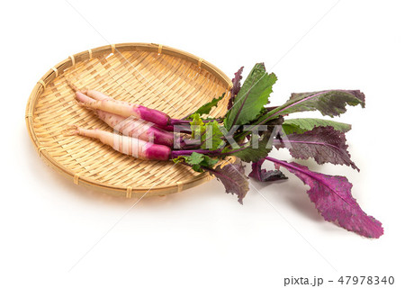 日野菜かぶ 日野菜かぶ 47978340