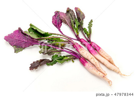 日野菜かぶ 47978344