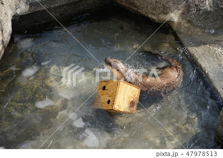 冬の動物公園カワウソコーナー 冬の動物公園カワウソコーナー 47978513