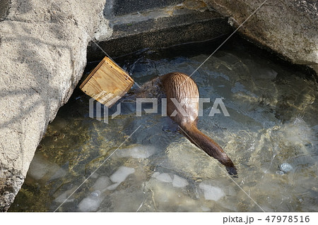 冬の動物公園カワウソコーナー 47978516