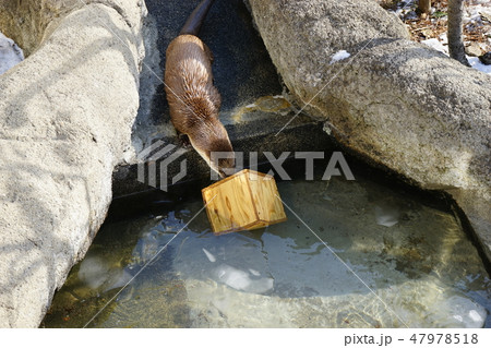 冬の動物公園カワウソコーナー 47978518