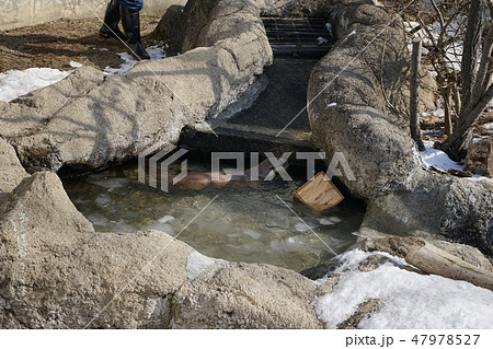 冬の動物公園カワウソコーナー 冬の動物公園カワウソコーナー 47978527