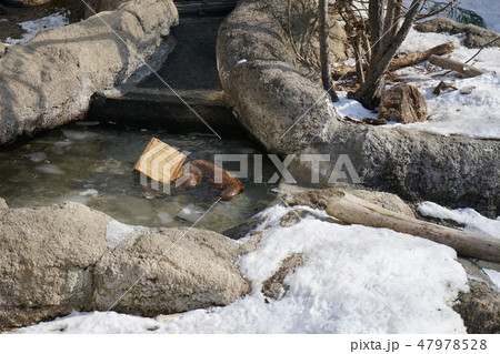 冬の動物公園カワウソコーナー 47978528