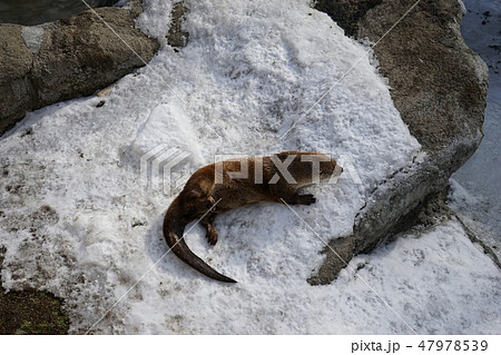 冬の動物公園カワウソコーナー 47978539