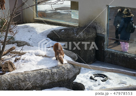 冬の動物公園カワウソコーナー 47978553