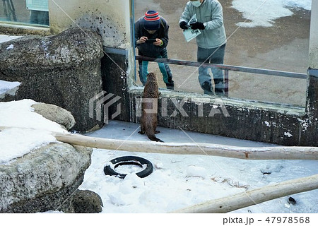 冬の動物公園カワウソコーナー 冬の動物公園カワウソコーナー 47978568