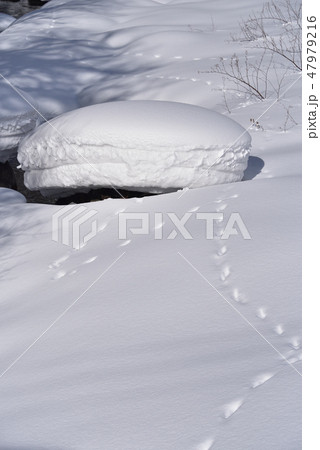 冬の北海道八雲町八熊峠の峠下で遊楽部川の河原の岩に大雪が積もりモコモコした風景を撮影 47979216