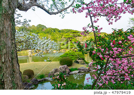 日本庭園の桜と椿 47979419